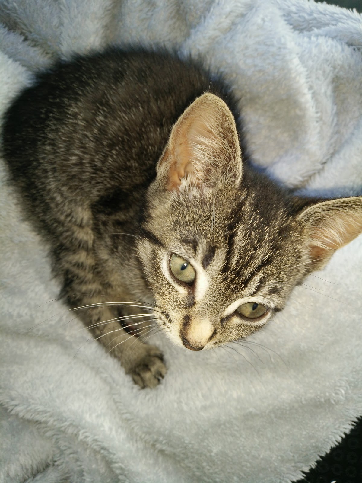 Maes Glas Vets Llantrisant - Pontyclun , United Kingdom