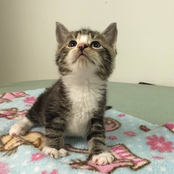 Taunton Cat Hospital - Taunton , United States