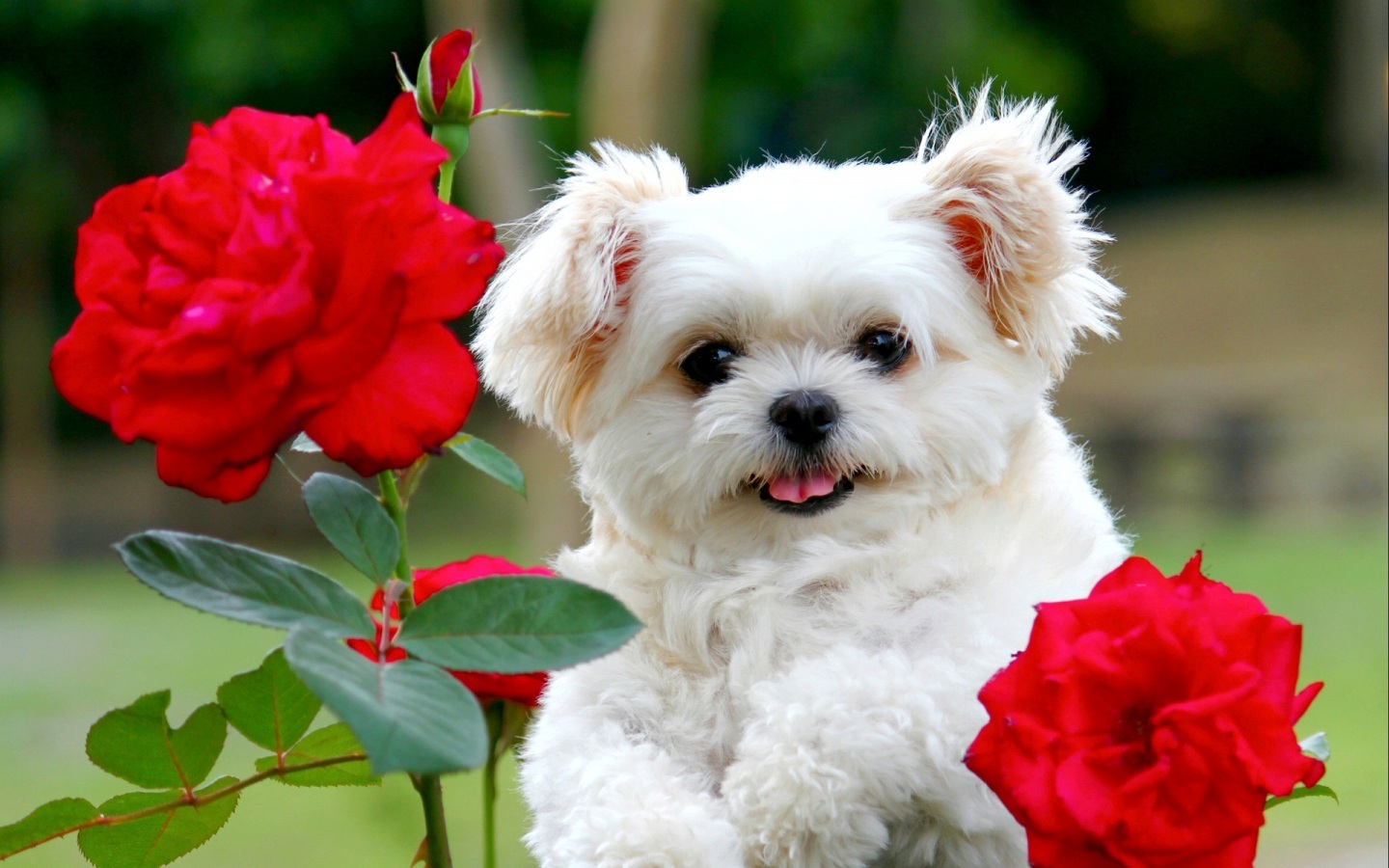 Brockton Animal Hospital - Brockton , United States