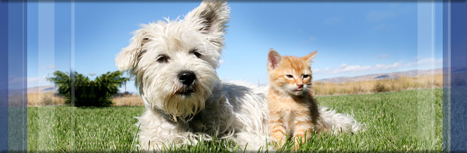Lady Hammond Animal Hospital - Halifax , Canada