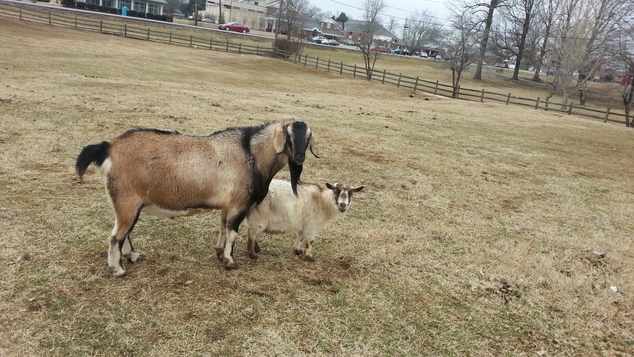 Karns Animal Clinic - Knoxville , United States