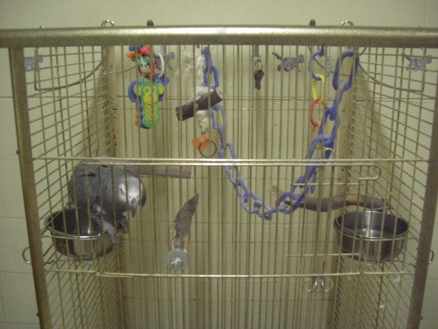 Dallas County Veterinary Hospital - Balch Springs , United States