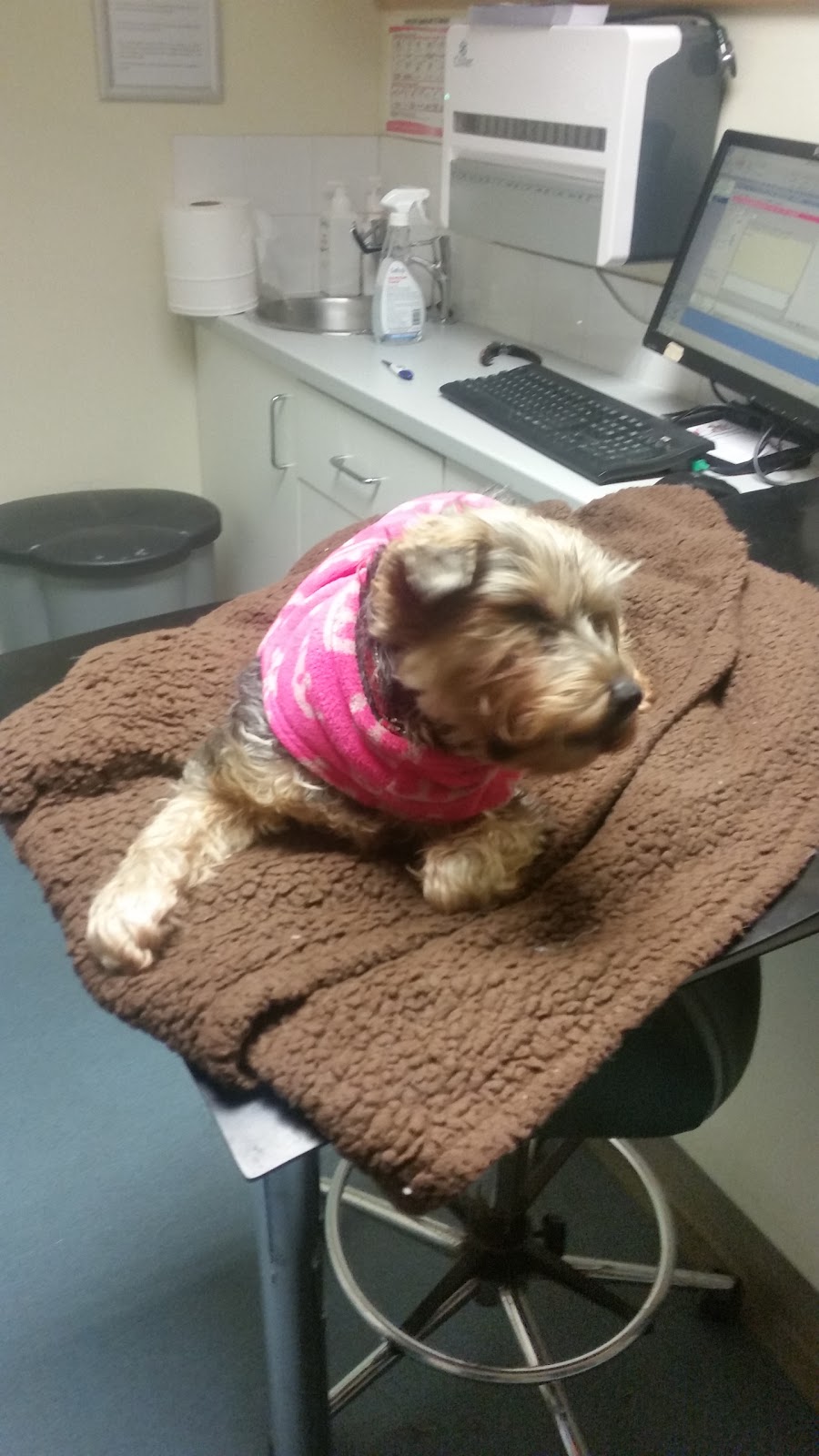 Vets4Pets Preston - Preston , United Kingdom