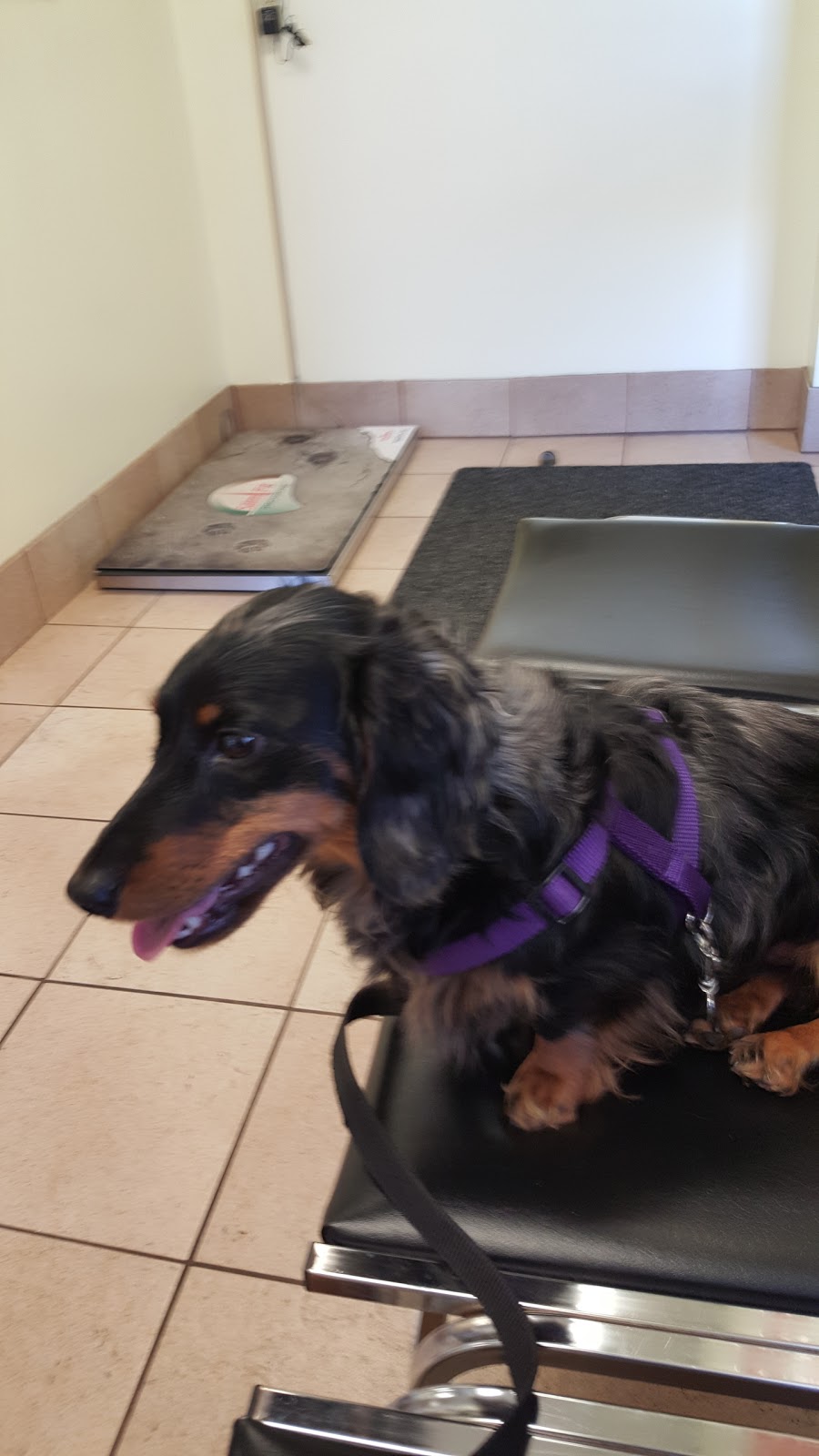 Central Animal Hospital - Windsor , Canada