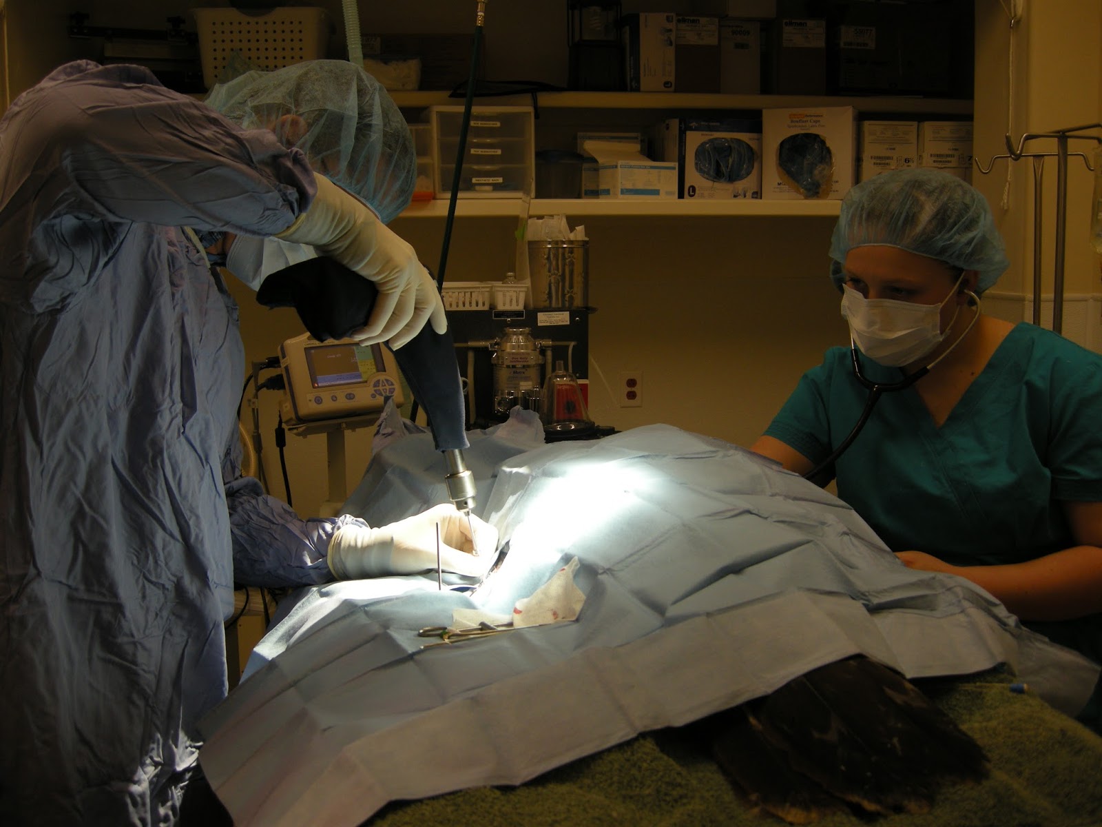 Payson Family Pet Hospital - Payson , United States