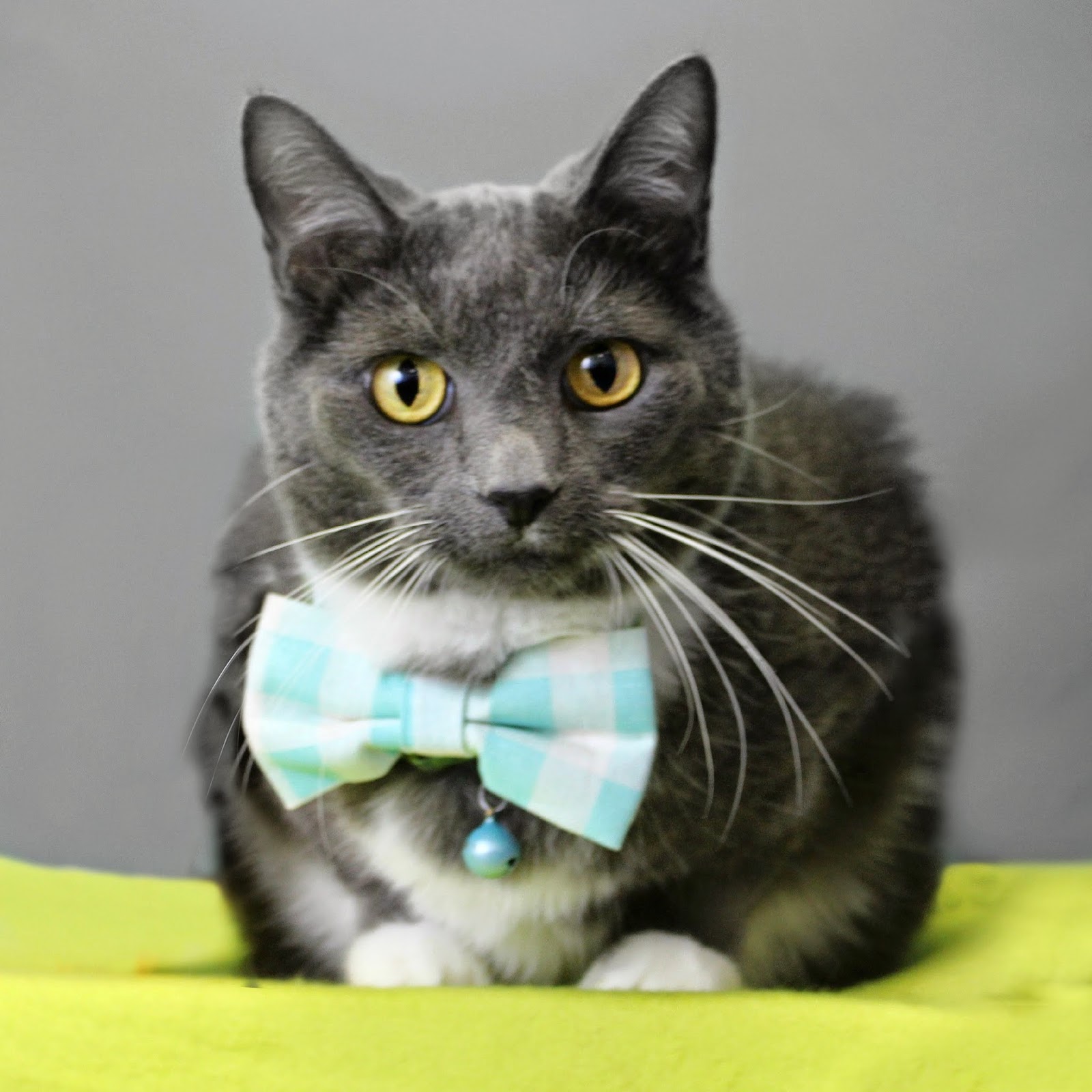 Walton Way Veterinary Clinic - Augusta , United States