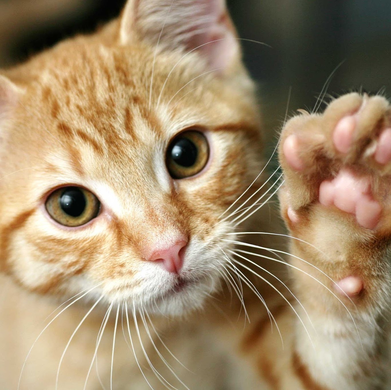 Cross Point Veterinary Clinic Pllc - Taft , United States