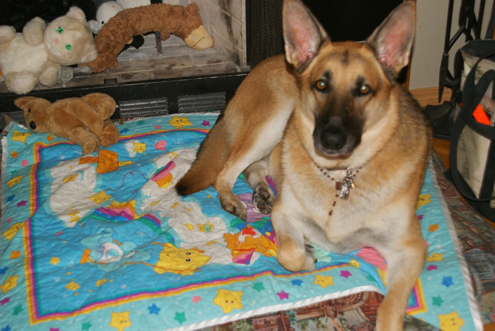 Taber Pet Clinic - Taber , Canada