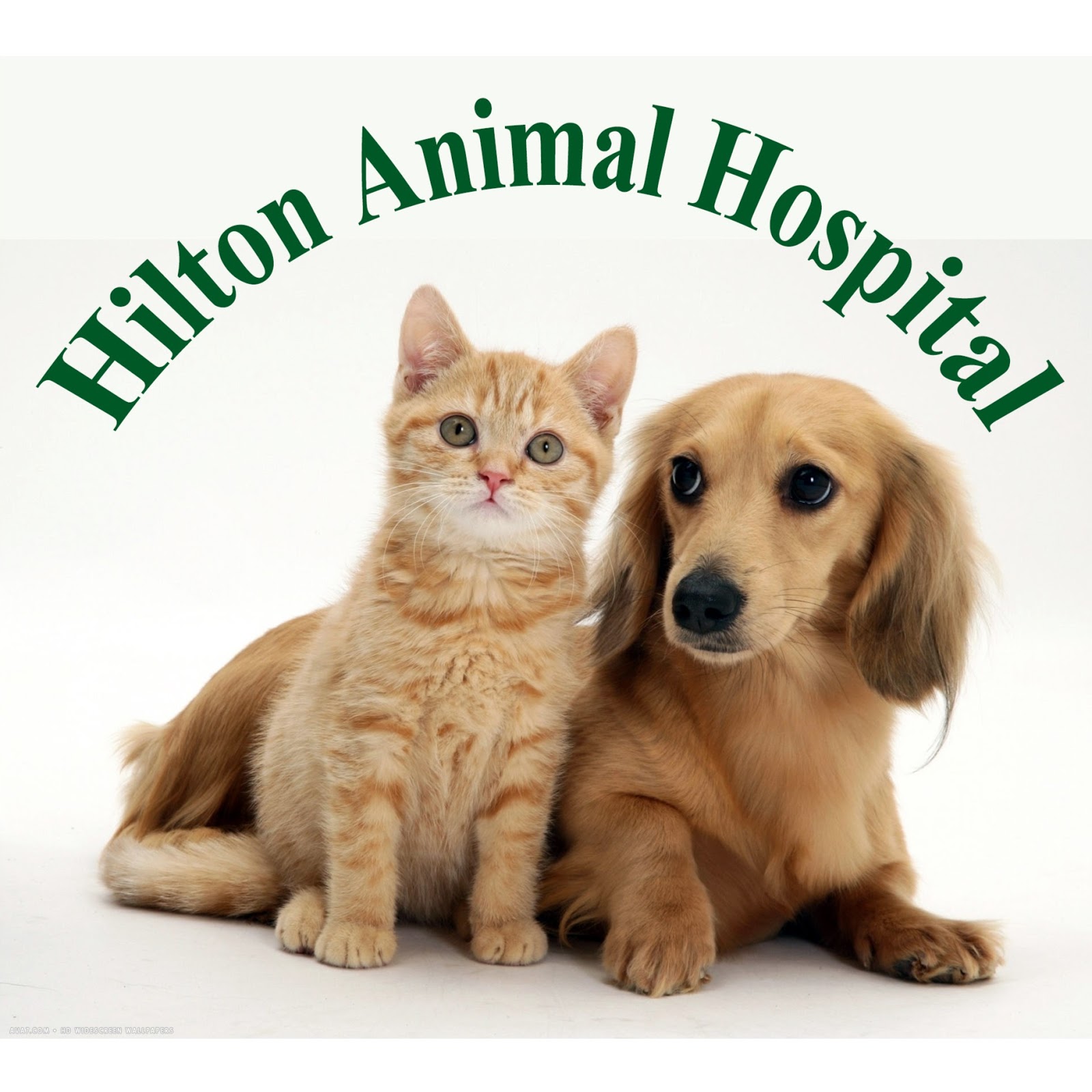 Hilton Animal Hospital - Newport News , United States