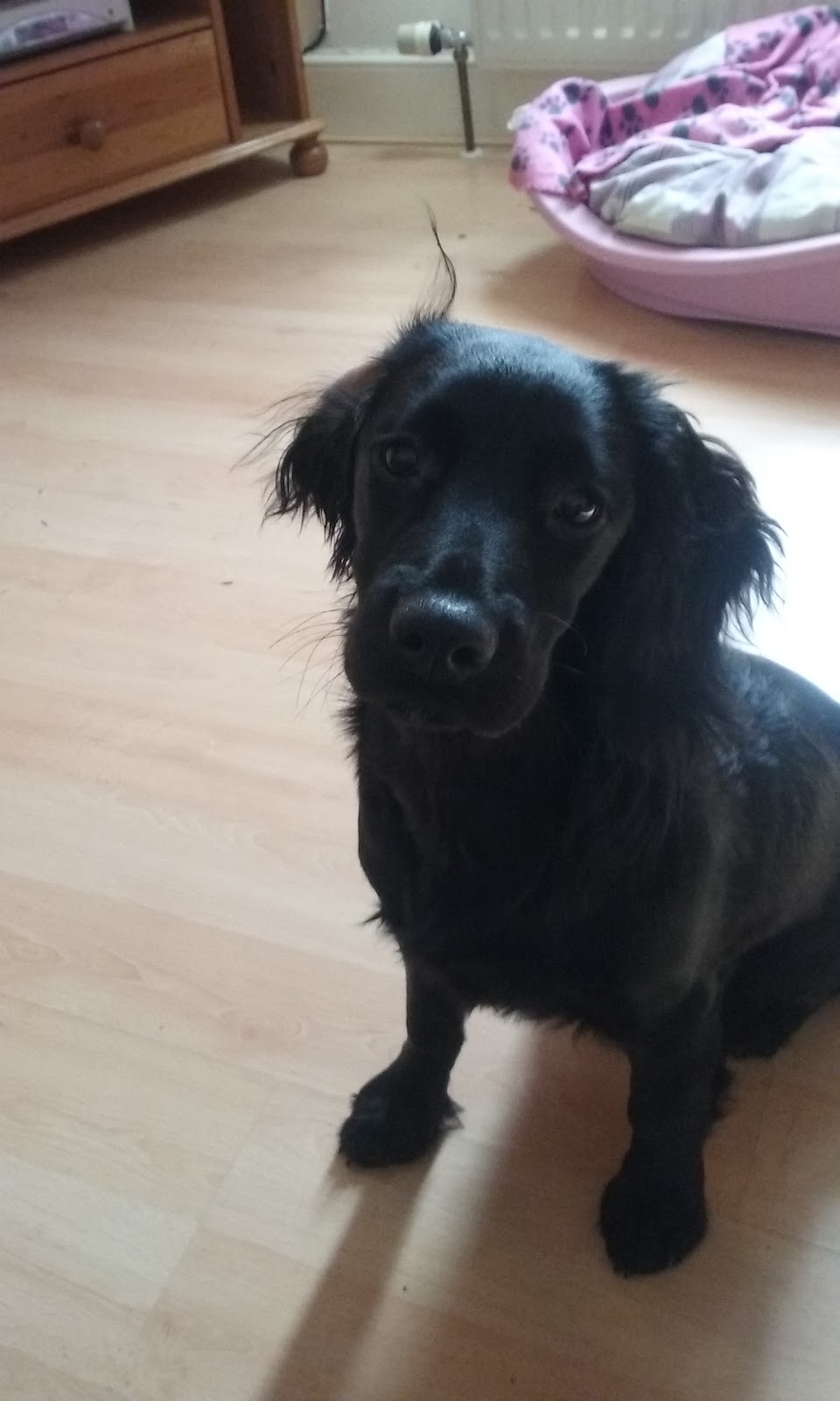 Medivet Colchester Maldon Rd - Colchester , United Kingdom