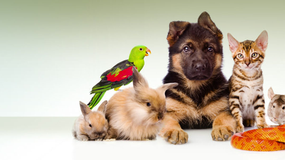 Roosevelt Veterinary Center - Brewster , United States