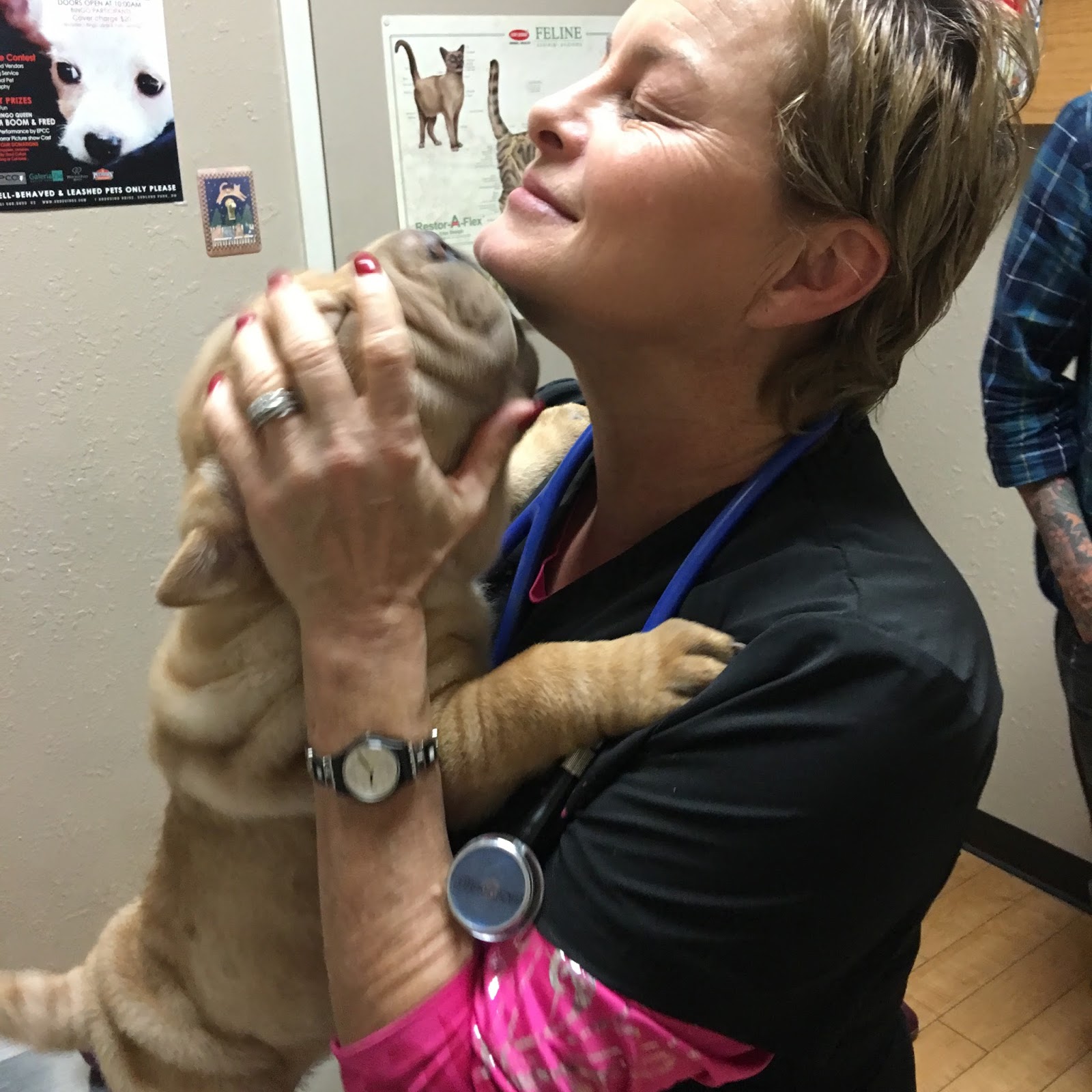 Dog Cat and Bird Hospital - El Paso , United States