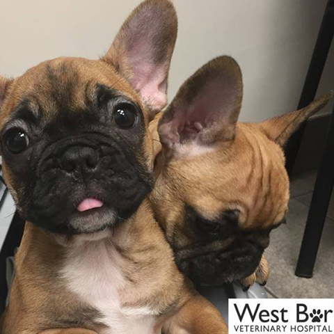 Woodford Halse Veterinary Surgery - Daventry , United Kingdom