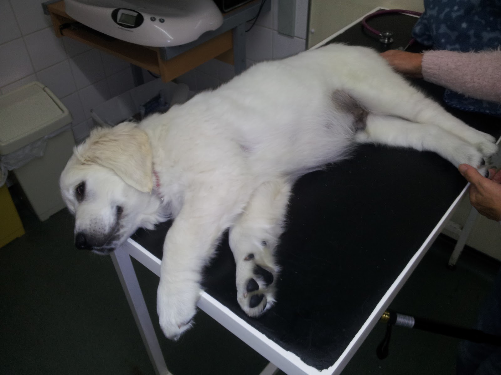 Broadland House Veterinary Surgery - Norwich , United Kingdom