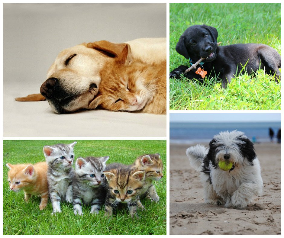 Greenwich Animal Hospital - Greenwich , United States