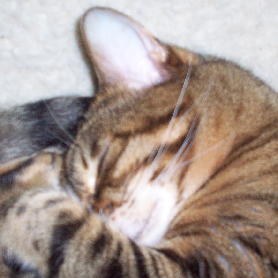 Animal Tails Veterinary Practice Limited - Stirling , United Kingdom