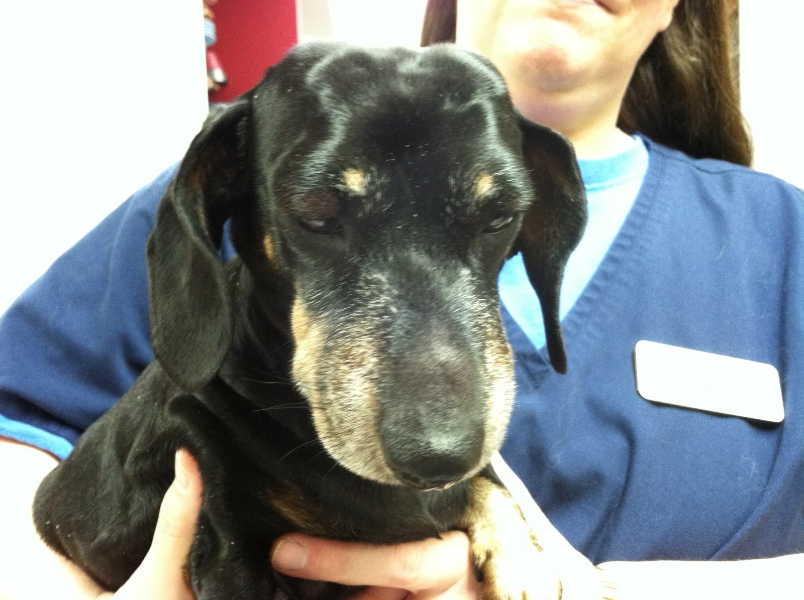 Animal Emergency And Specialty Center - Poulsbo , United States