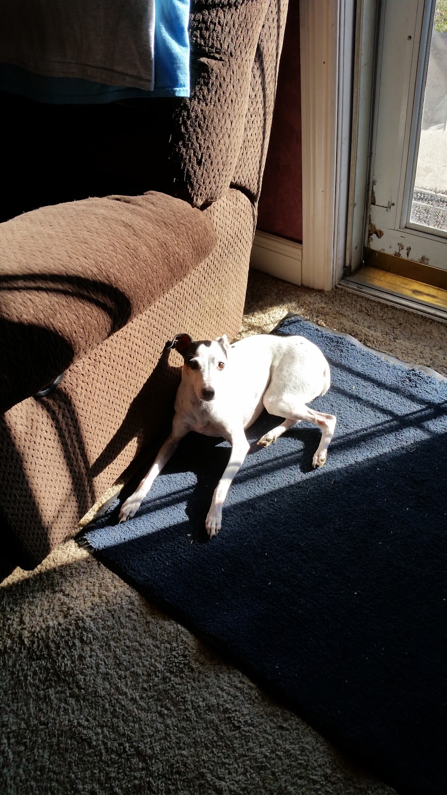 Family Pet Care - Republic , United States