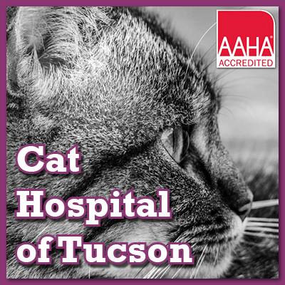 Cat Hospital Of Tucson - Tucson , United States