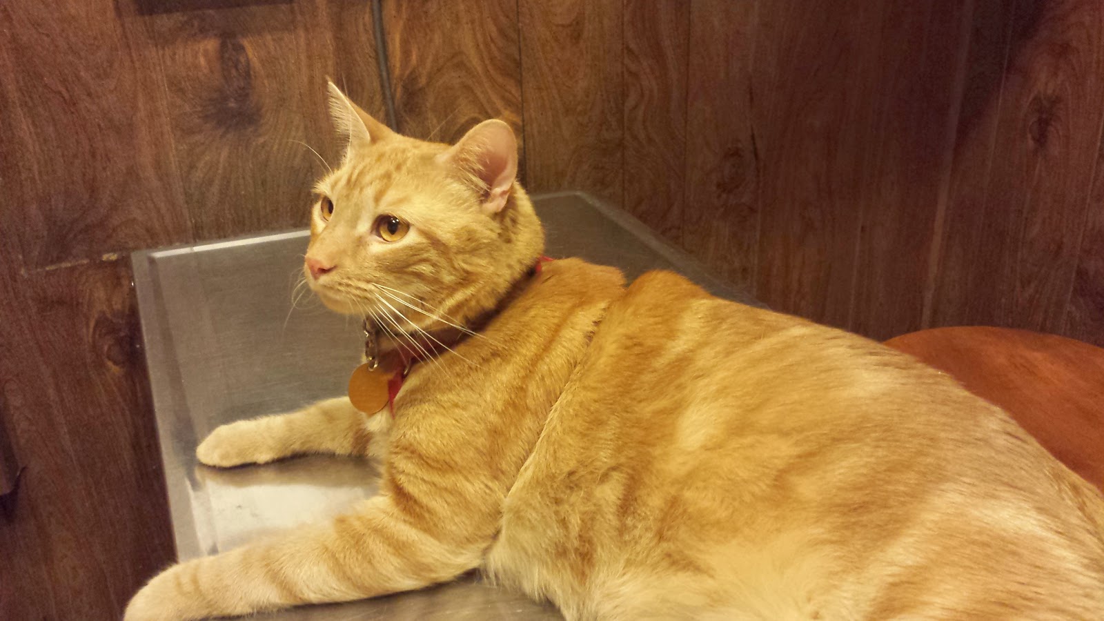 Lehighton Animal Hospital - Lehighton , United States