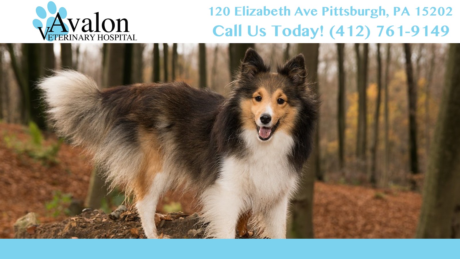 Avalon Veterinary Hospital - Pittsburgh , United States