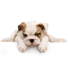 The Best Friend Pet Services - Fair Lawn , United States