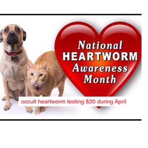 Forest Hill Animal Hospital - Jackson , United States