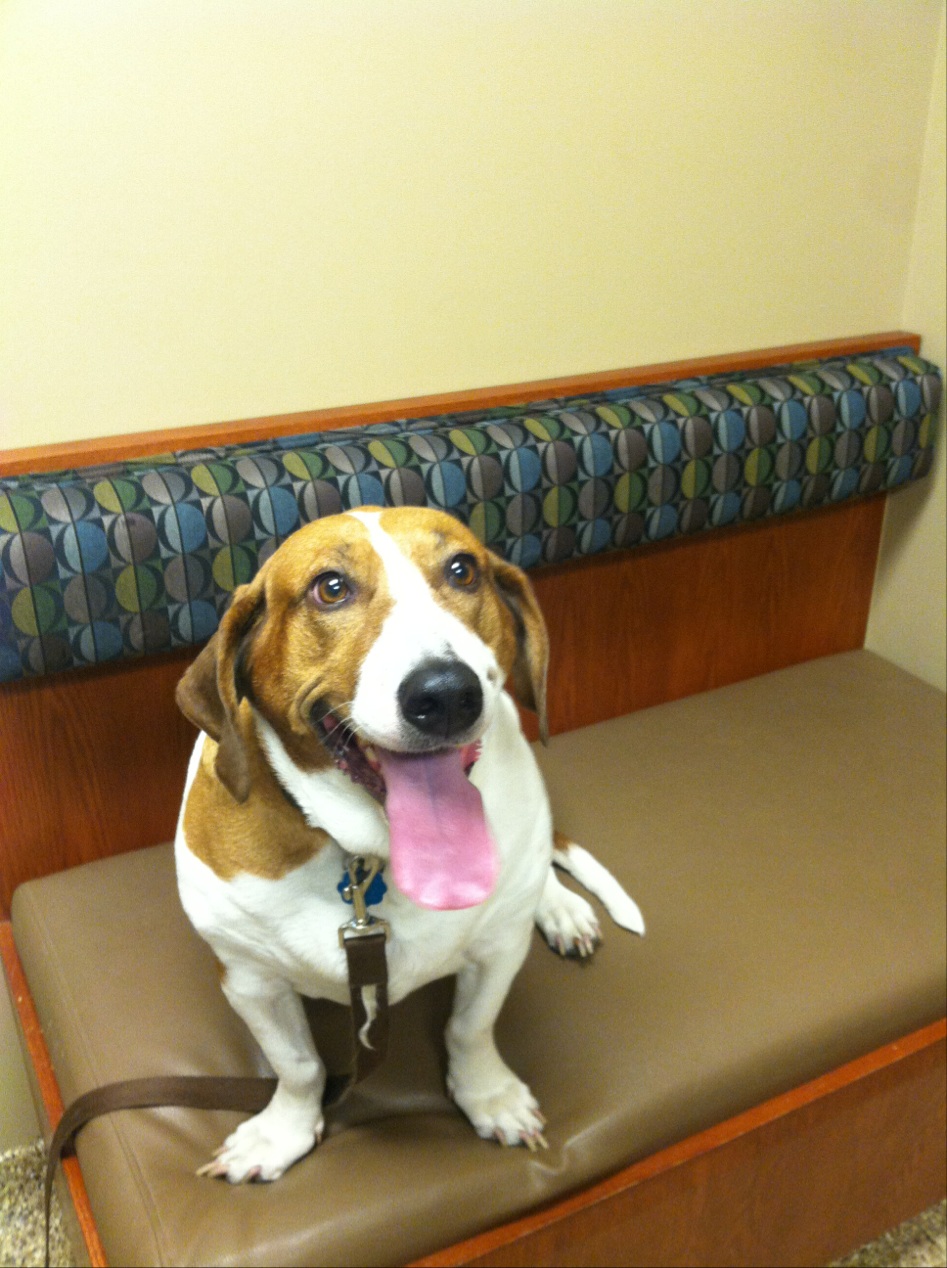 Caring Hearts Vet Clinic - Wichita , United States