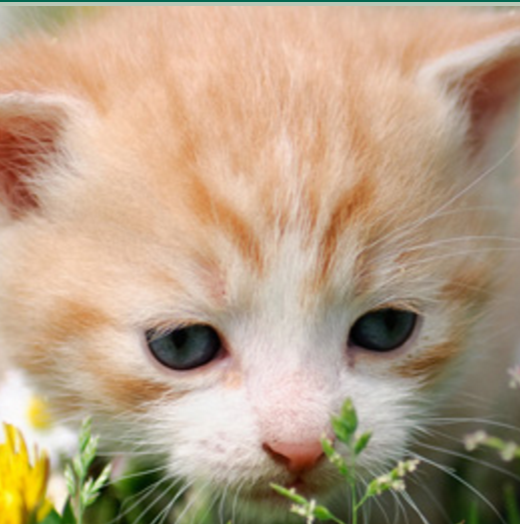 Fall River Animal Hospital - Fall River , Canada