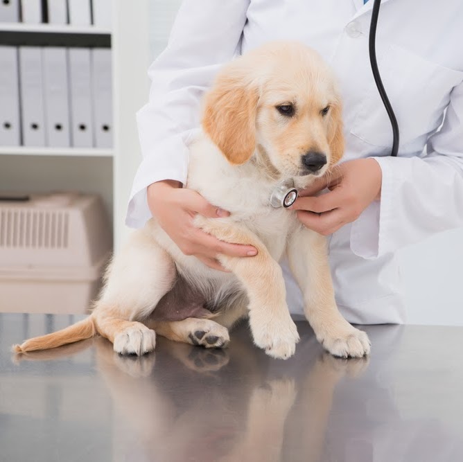 Brillhart Veterinary Clinic - Slaton , United States