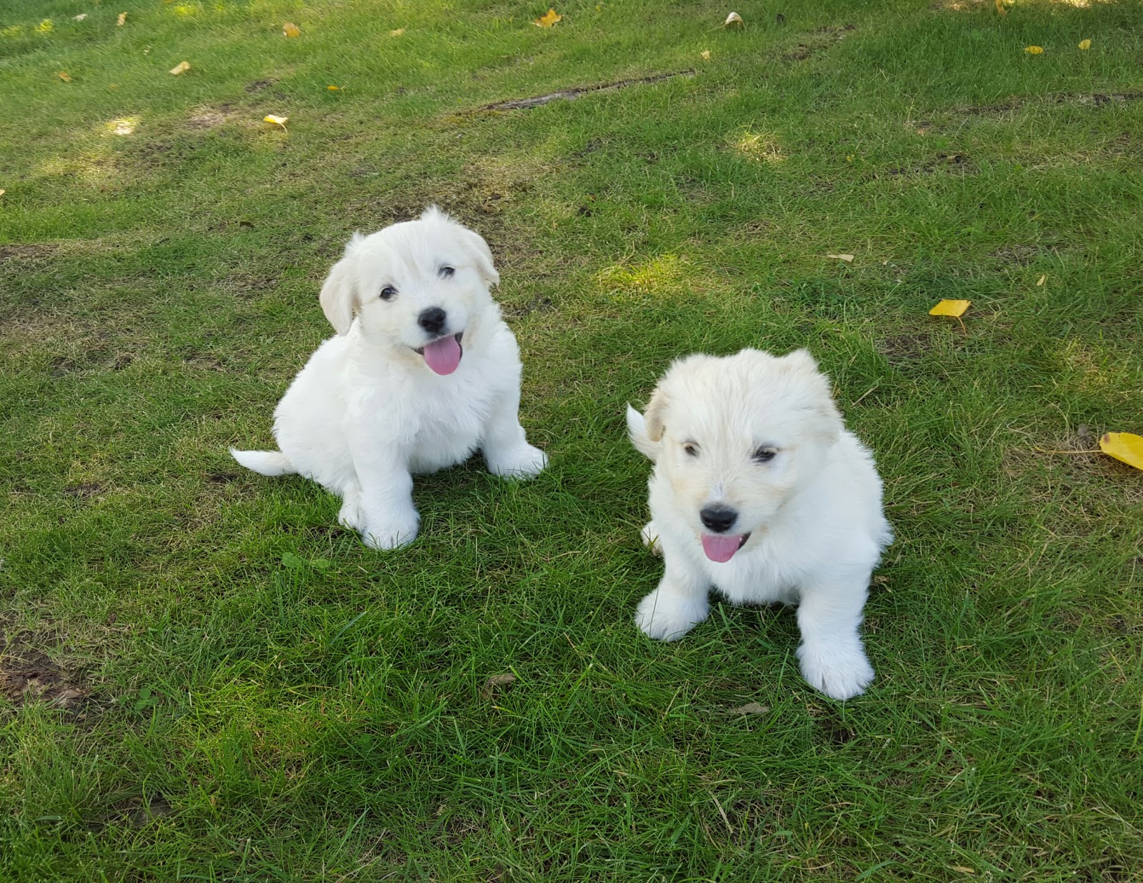 Apex Animal Clinic - Airdrie , Canada