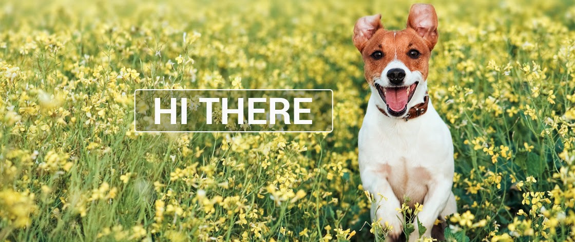 Ballantyne Veterinary Clinic - Charlotte , United States