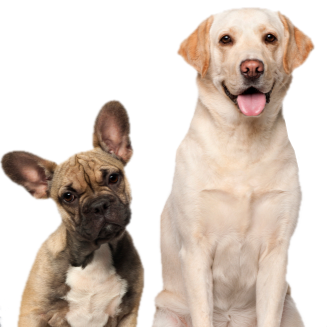 Tantallon Veterinary Hospital - Upper Tantallon , Canada