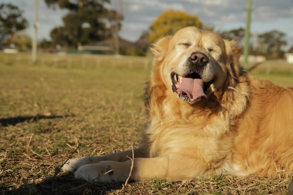 Fairfield Veterinary Hospital - Fairfield , Australia