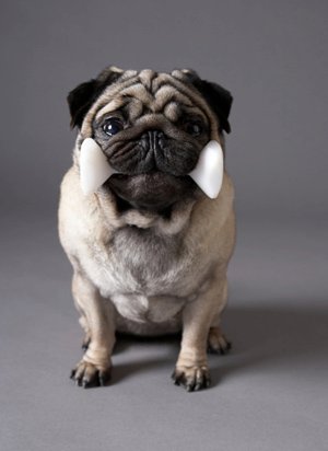 Morganna Animal Clinic And Boarding Kennel - Manassas , United States