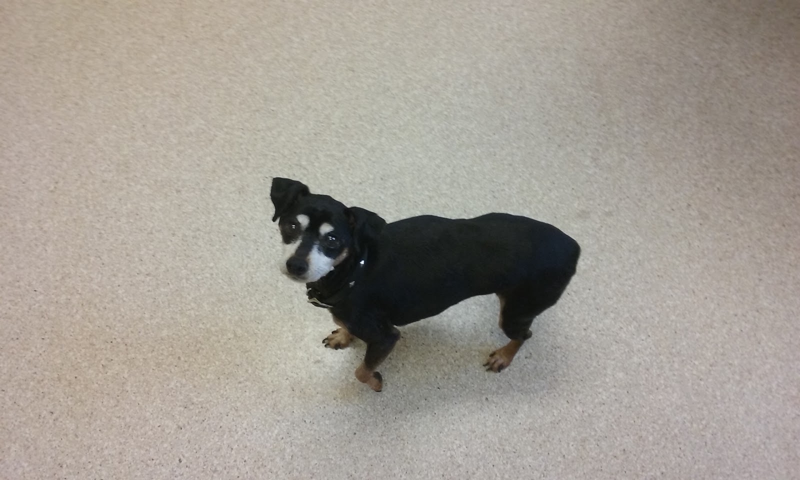 Have A Heart Animal Hospital A Thrive Pet Healthcare Partner - Haverhill , United States