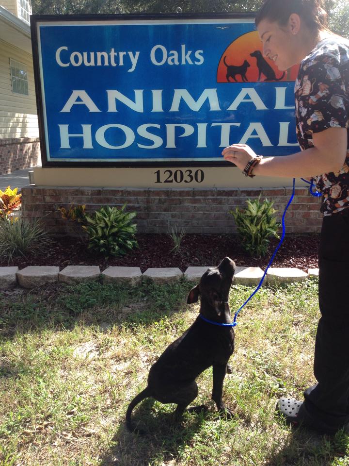 Country Oaks Animal Hospital - New Port Richey , United States