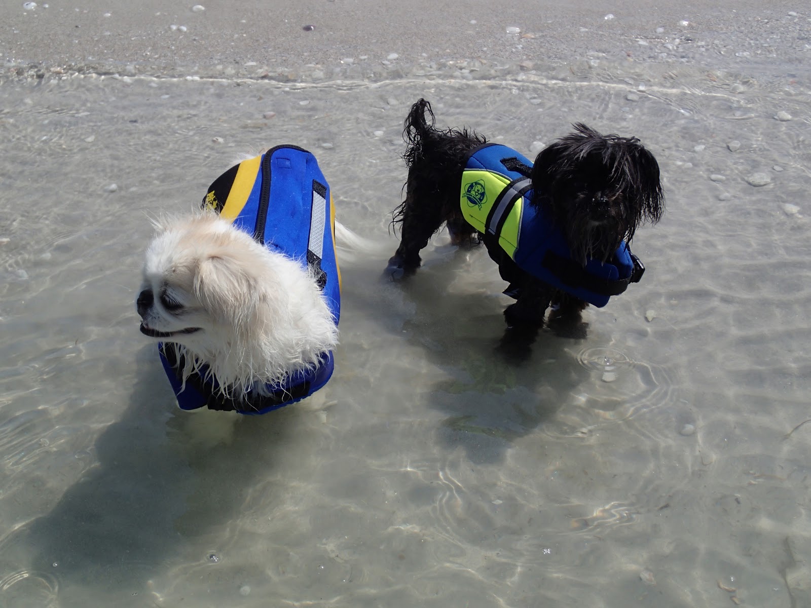 Prima Vista Animal Hospital - Port St. Lucie , United States