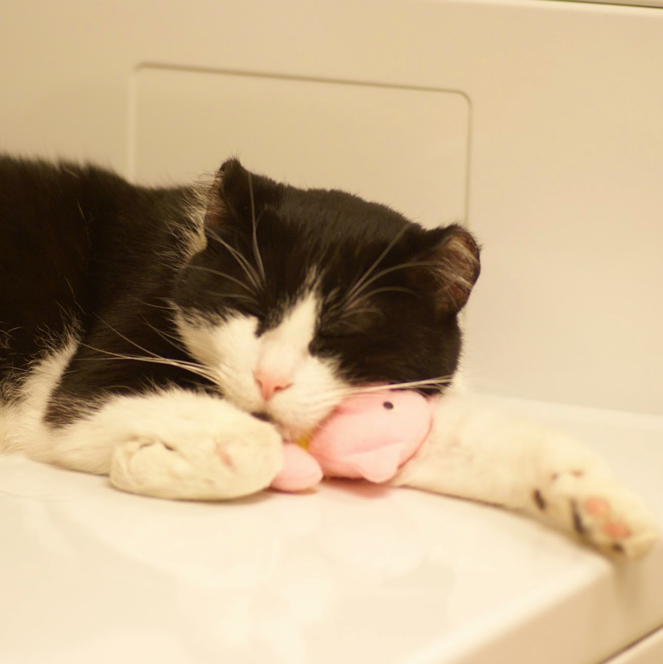 East Hilliard Veterinary Services - Hilliard , United States