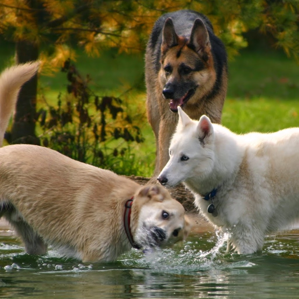 Rogue Valley Veterinary Hospital - Rockford , United States