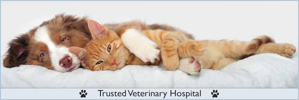 Tidewater Animal Hospital - Norfolk , United States