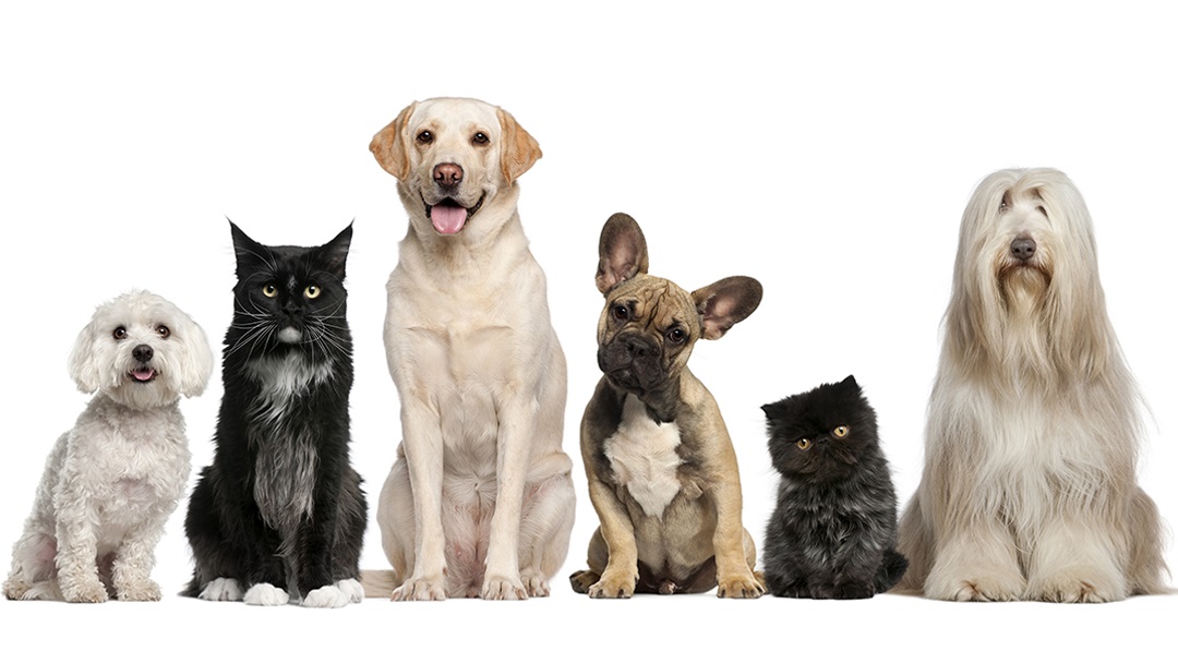 Mobley Veterinary Clinic - Nashville , United States