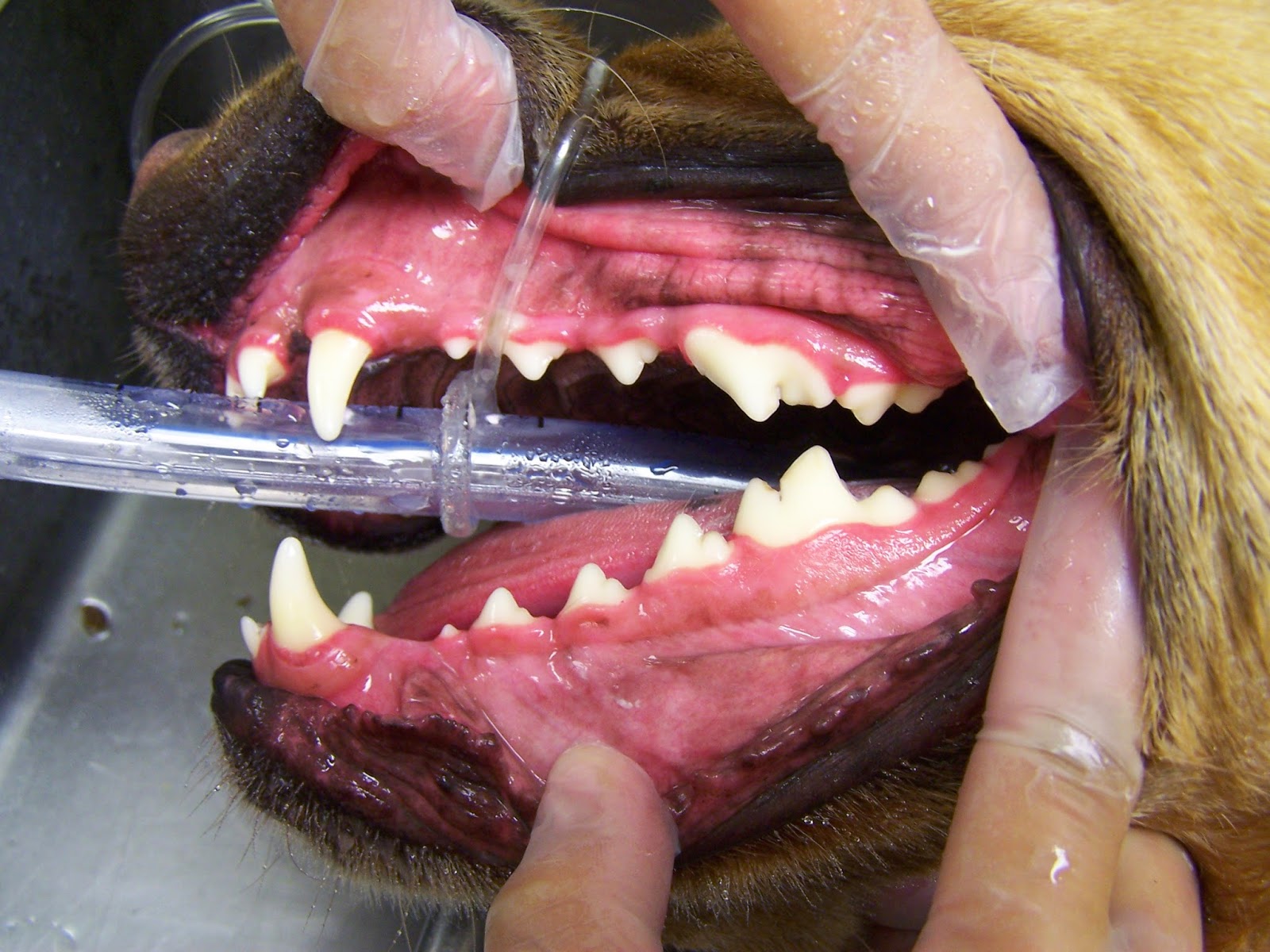 The Ark Pet Hospital - San Antonio , United States