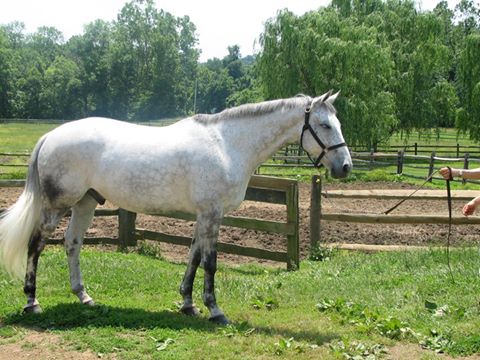 Allaround Equine Veterinary - Bedford , United States