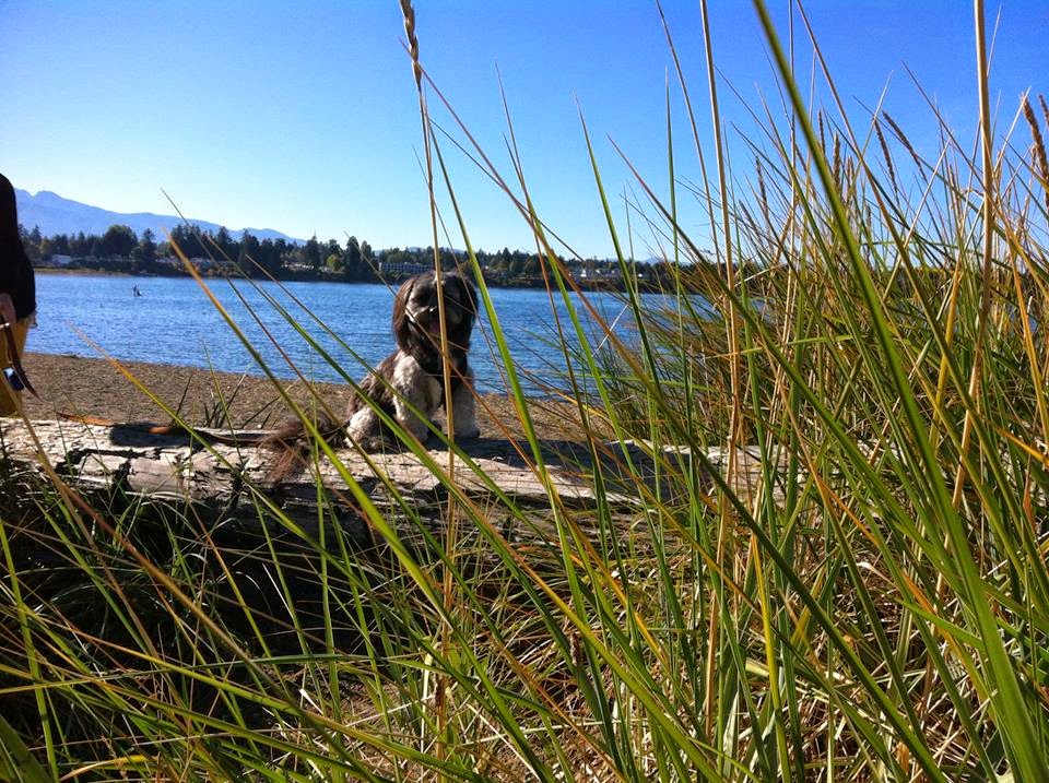 Oceanside Animal Hospital - Parksville , Canada