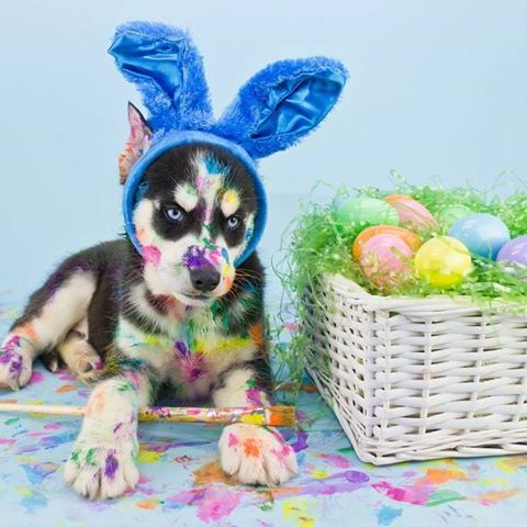 Central Animal Hospital - Fayetteville , United States