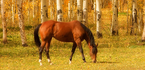 Dorset Equine Veterinary Services - Dorchester , United Kingdom