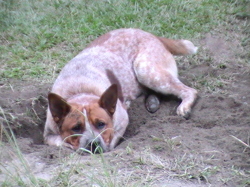 Macleay Valley Veterinary Services - Kempsey , Australia
