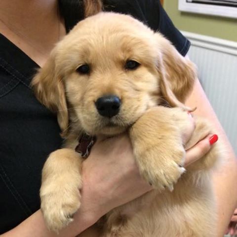 All Creatures Veterinary Clinic - Charleston , United States