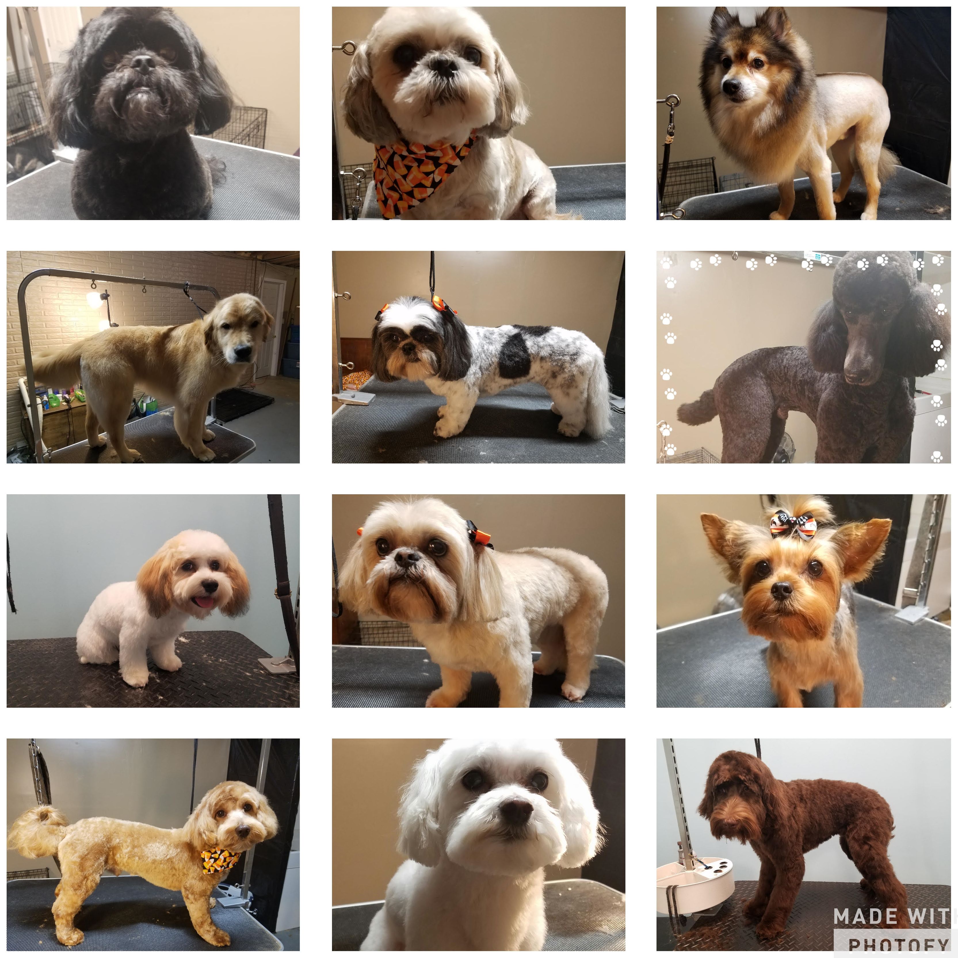 Shawnee Hills Pet Grooming - Powell , United States